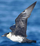 Pomarine Jaeger