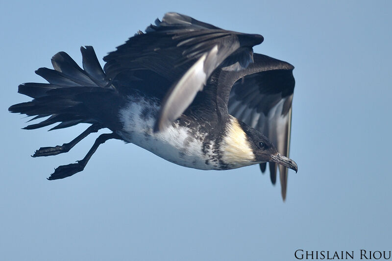 Pomarine Jaeger