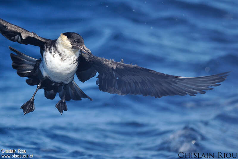 Pomarine Jaegeradult, close-up portrait