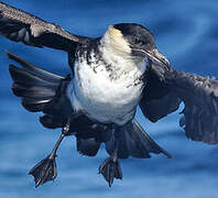 Pomarine Jaeger