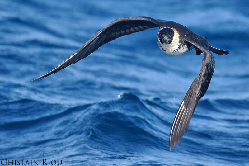 Pomarine Jaeger