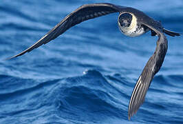 Pomarine Jaeger