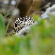 Rock Ptarmigan