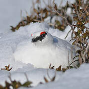 Rock Ptarmigan