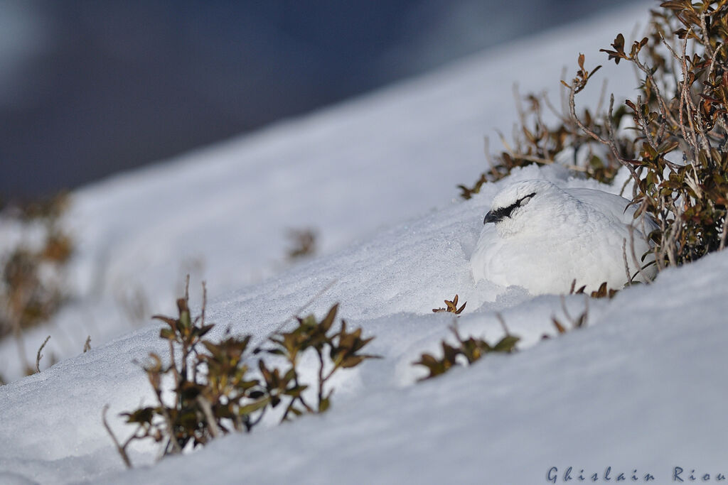 Rock Ptarmigan male