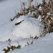 Rock Ptarmigan