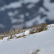 Rock Ptarmigan