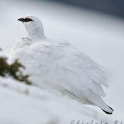 Rock Ptarmigan