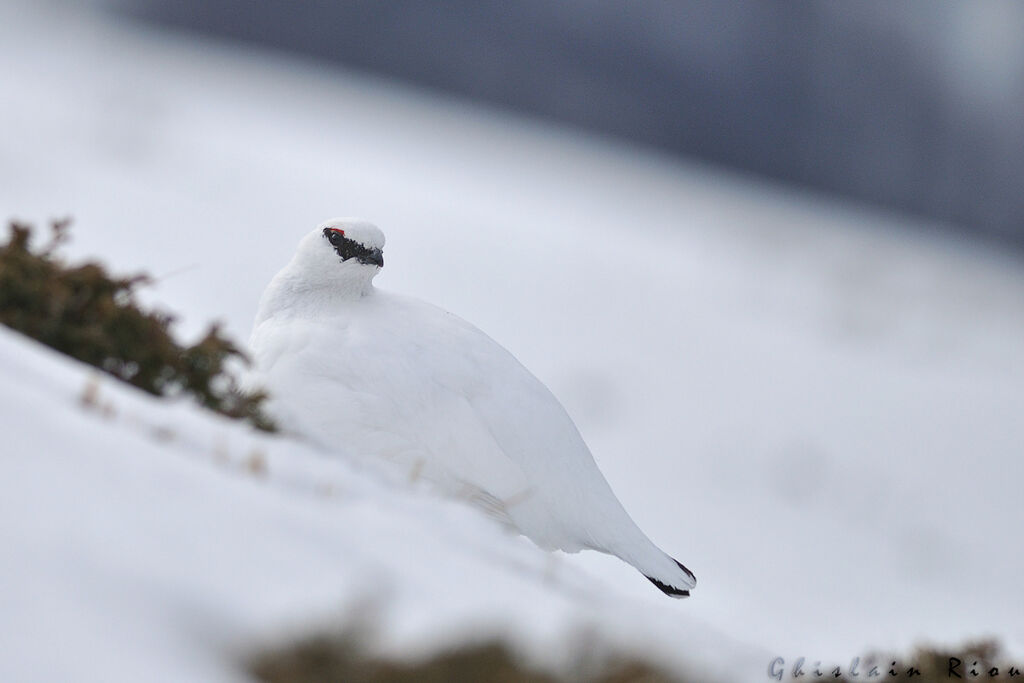 Rock Ptarmigan male