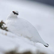 Rock Ptarmigan