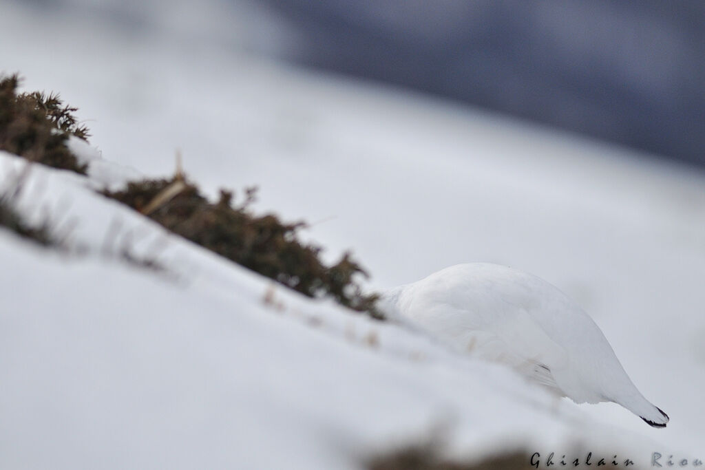 Rock Ptarmigan male