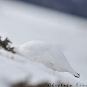 Rock Ptarmigan