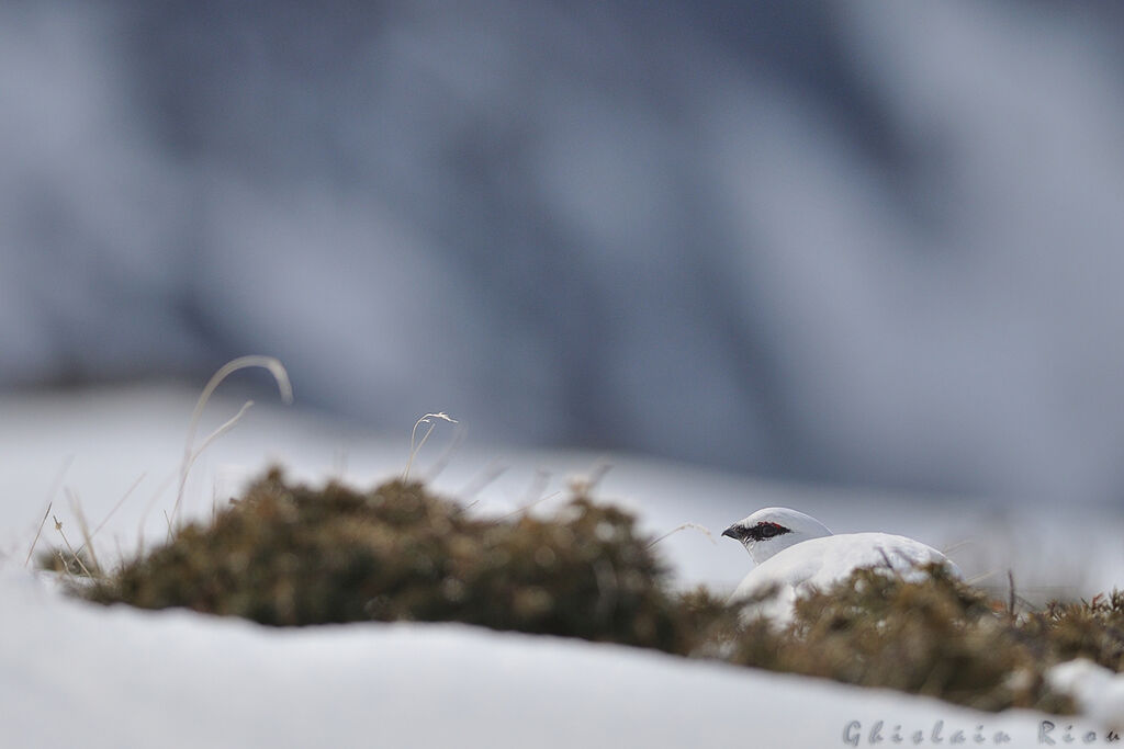 Rock Ptarmigan male