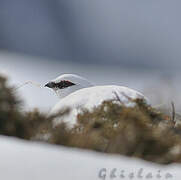 Rock Ptarmigan