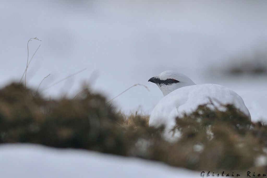 Rock Ptarmigan male