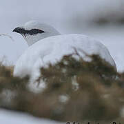 Rock Ptarmigan