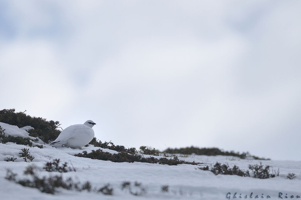 Rock Ptarmigan male