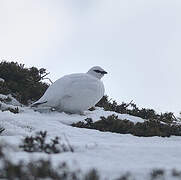 Rock Ptarmigan