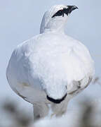 Rock Ptarmigan