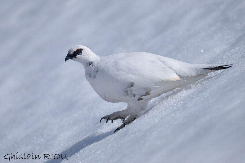 Rock Ptarmigan male adult