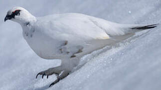 Rock Ptarmigan