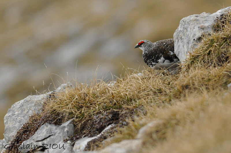 Rock Ptarmigan