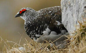 Rock Ptarmigan