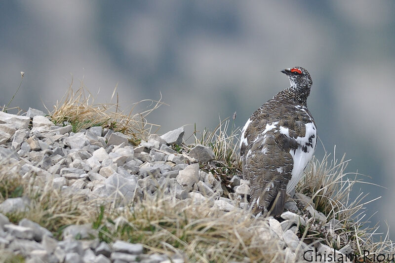 Rock Ptarmigan male