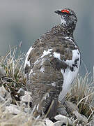 Rock Ptarmigan