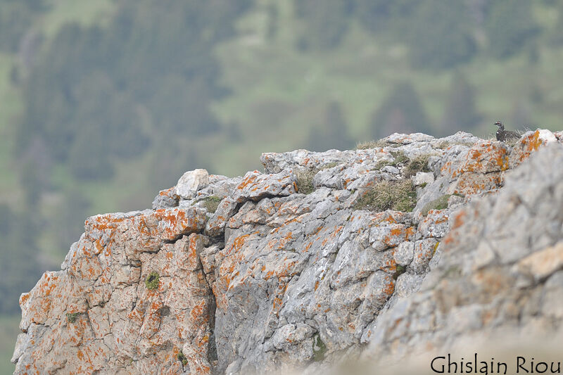 Rock Ptarmigan