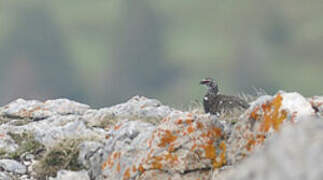 Rock Ptarmigan