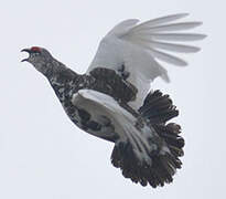 Rock Ptarmigan