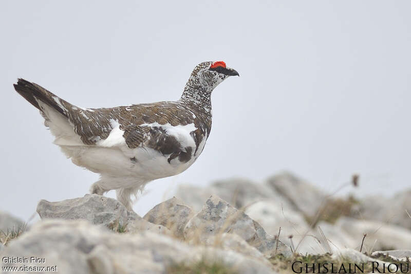 Rock Ptarmigan male adult breeding, identification