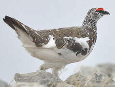 Rock Ptarmigan