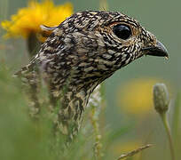 Rock Ptarmigan