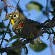 Red-billed Leiothrix