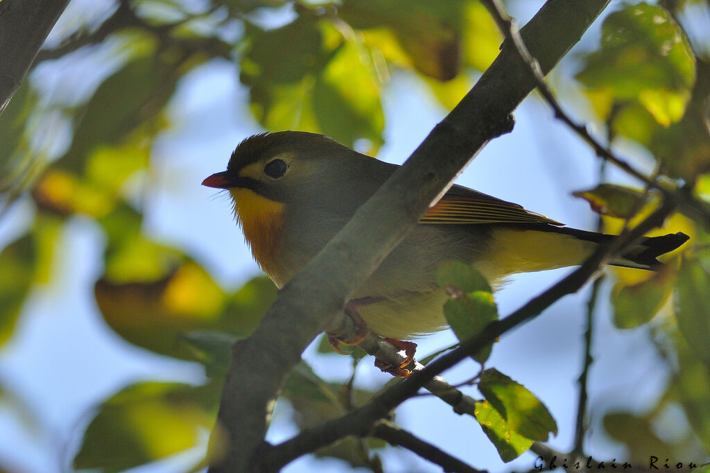 Red-billed Leiothrix