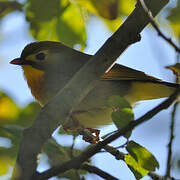 Red-billed Leiothrix