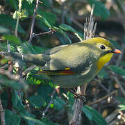 Red-billed Leiothrix