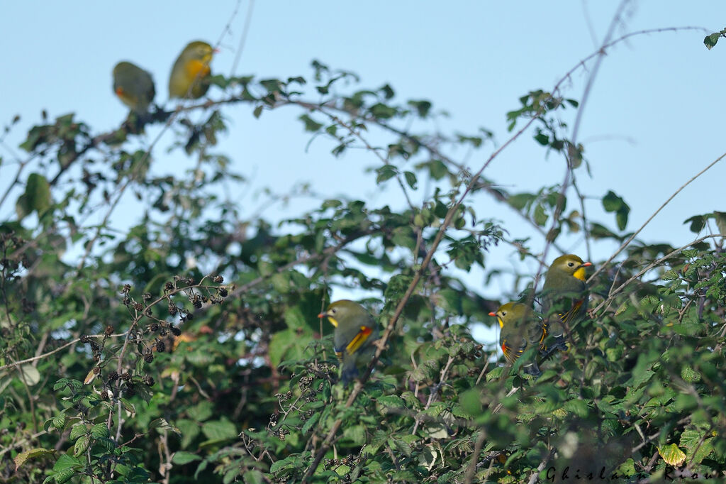 Red-billed Leiothrix