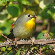 Red-billed Leiothrix