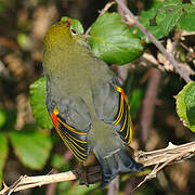 Red-billed Leiothrix