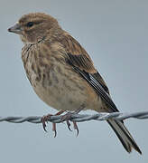 Common Linnet