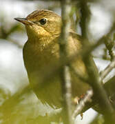 Common Grasshopper Warbler