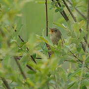 Common Grasshopper Warbler