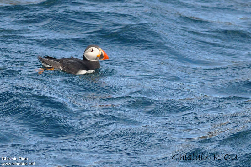 Atlantic Puffinadult, swimming