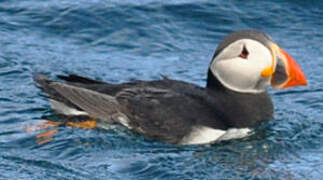 Atlantic Puffin