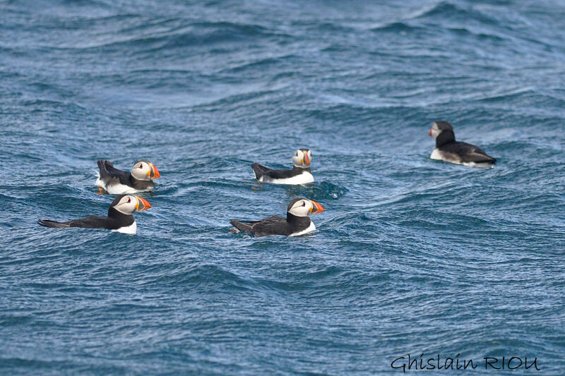 Atlantic Puffin