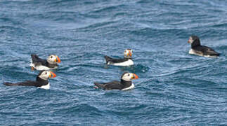 Atlantic Puffin