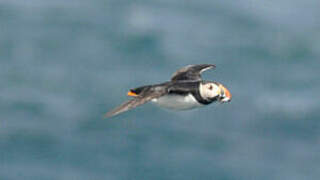 Atlantic Puffin